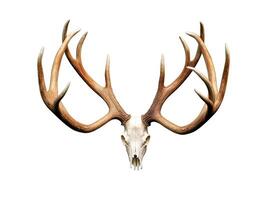 Large deer antlers on white background. created with technology photo