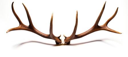 Large deer antlers on white background. created with technology photo