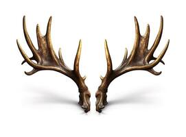 Large deer antlers on white background. created with technology photo