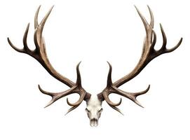 Large deer antlers on white background. created with technology photo