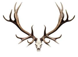 Large deer antlers on white background. created with Generative AI technology photo