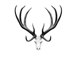 Large deer antlers on white background. created with technology photo