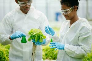 Biologist puts sprout in test tube for laboratory analyze. Two scientists stand in organic farm. laboratory in greenhouse. photo