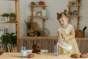 a little happy girl playing with a dachshund dog in the kitchen photo