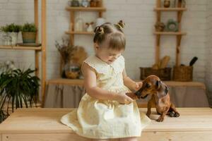 un pequeño contento niña jugando con un perro tejonero perro en el cocina foto