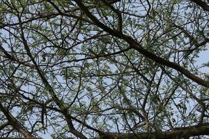 silueta de rama de árbol contra el fondo del cielo de la tarde foto