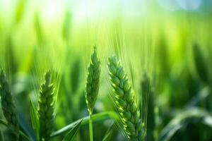 Fresco orejas de joven verde trigo y en naturaleza en primavera verano campo. generativo ai foto