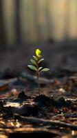 The close-up of young green sprout after fire. photo