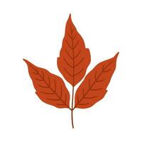 Ash-leaved maple autumn leaf on white background, vector. vector