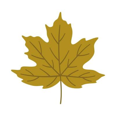 Maple autumn leaf on white background, vector.