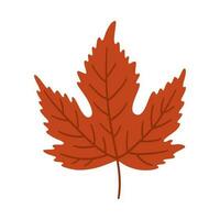 Maple autumn leaf on white background, vector. vector