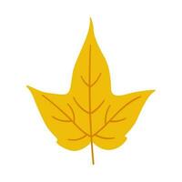 Maple autumn leaf on white background, vector. vector