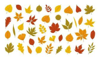 Autumn leaves set, vector illustration in bright colors.