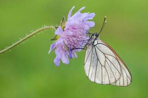 Beautiful Black Veined White Butterfly photo