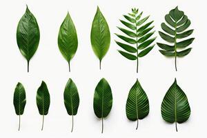 Natural of Tropical green leaves of leaf isolated on white background, varies different of plant botanical, with . photo