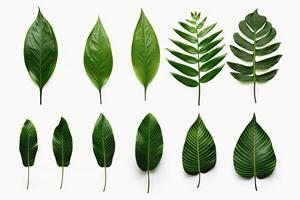 Natural of Tropical green leaves of leaf isolated on white background, varies different of plant botanical, with Generative Ai. photo