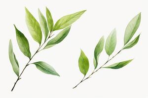 Watercolor Matcha Green tea elements leaves objects isolated on white background, various Japan matcha leaf plant, morning drinks, delicious beverages clipart set, with . photo