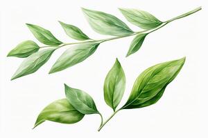 Watercolor Matcha Green tea elements leaves objects isolated on white background, various Japan matcha leaf plant, morning drinks, delicious beverages clipart set, with Generative Ai. photo