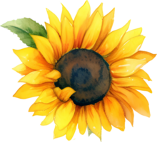 Sunflower Watercolor Isolated png