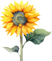 Sunflower Watercolor Isolated png