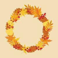 circle frame, made of autumn leaves and mountain ash vector