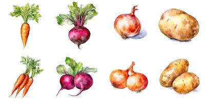 Set of watercolor vegetables isolated on white background potato, carrot, onion, beetroot. photo