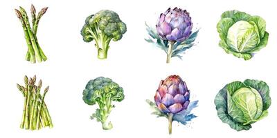 Set of watercolor broccoli, cabbage, artichoke, asparagus isolated on white background. photo