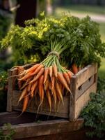 Ripe carrots in a wooden box on a background of the garden. Space for text, vertical, mockup, photo