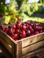 Ripe cherries in a wooden box on a background of the garden. Space for text, vertical, mockup, photo