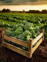 Ripe broccoli in a wooden box on a background of the garden. Space for text, vertical, mockup, photo