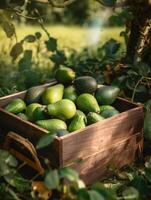 Organic avocado in a wooden box on the field. Space for text, mockup, vertical, photo