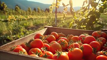 Fresh ripe tomatoes in a wooden box on a background of the field. Space for text, mockup, photo