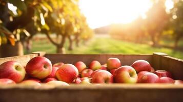 Organic red apples in a wooden box on the field. Space for text, mockup, photo