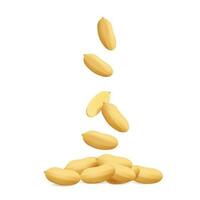 Vector peanut kernels isolated on a white background