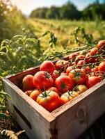 Ripe tomatoes in a wooden box on a background of the garden. Space for text, vertical, mockup, photo