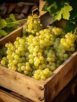 Ripe white grapes in a wooden box on a background of the garden. Space for text, vertical, mockup, photo