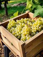 Ripe white grapes in a wooden box on a background of the garden. Space for text, vertical, mockup, photo