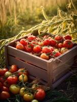 Ripe tomatoes in a wooden box on a background of the garden. Space for text, vertical, mockup, photo