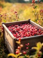 Ripe cranberries in a wooden box on a background of the garden. Space for text, vertical, mockup, photo