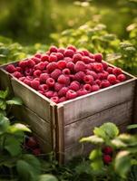 Ripe rapberry in a wooden box on a background of the garden. Space for text, vertical, mockup, photo