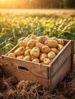 Ripe potatoes in a wooden box on a background of the garden. Space for text, vertical, mockup, photo
