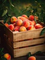 Ripe peaches in a wooden box on a background of the garden. Space for text, vertical, mockup, photo