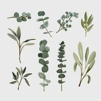 set of different types of watercolor eucalyptus leaves pack. vector