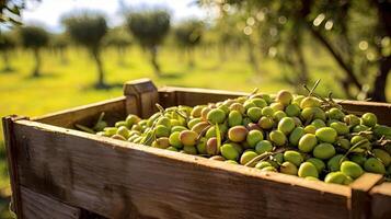 Fresh olives in a wooden box on a background of the field with trees. Space for text, mockup, photo