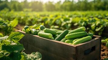 Organic cucumbers in a wooden box on the field. Space for text, mockup, photo