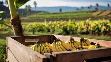 Organic bananas in a wooden box on the field. Space for text, mockup, photo