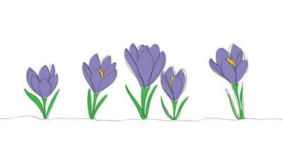 Crocus or saffron flowers drawn by lines. Outline flowers for invitations or spring design. Crocus or saffron flowers with colored elements. vector