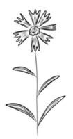 Cornflower in sketch style vector