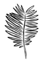 Coconut leaf in sketch style vector