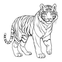 Tiger coloring page for kids vector